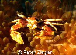 happy crab is smyling by Peter Ziegler 